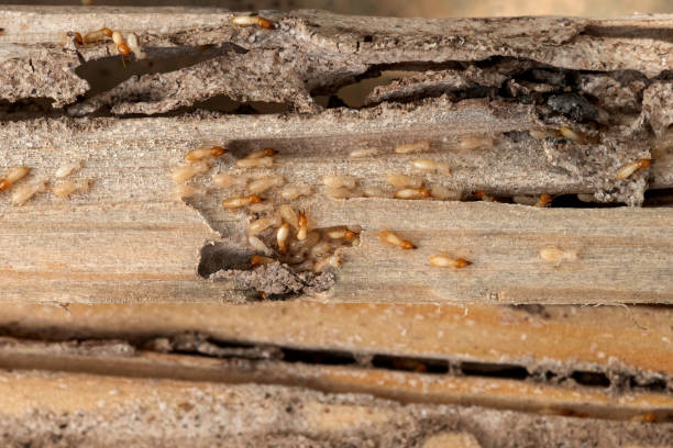 Best Pest Removal Services  in Mcminnville, OR
