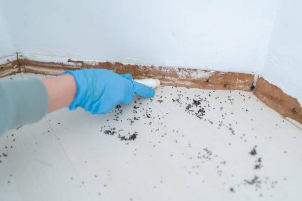 Flea Control Services in Mcminnville, OR